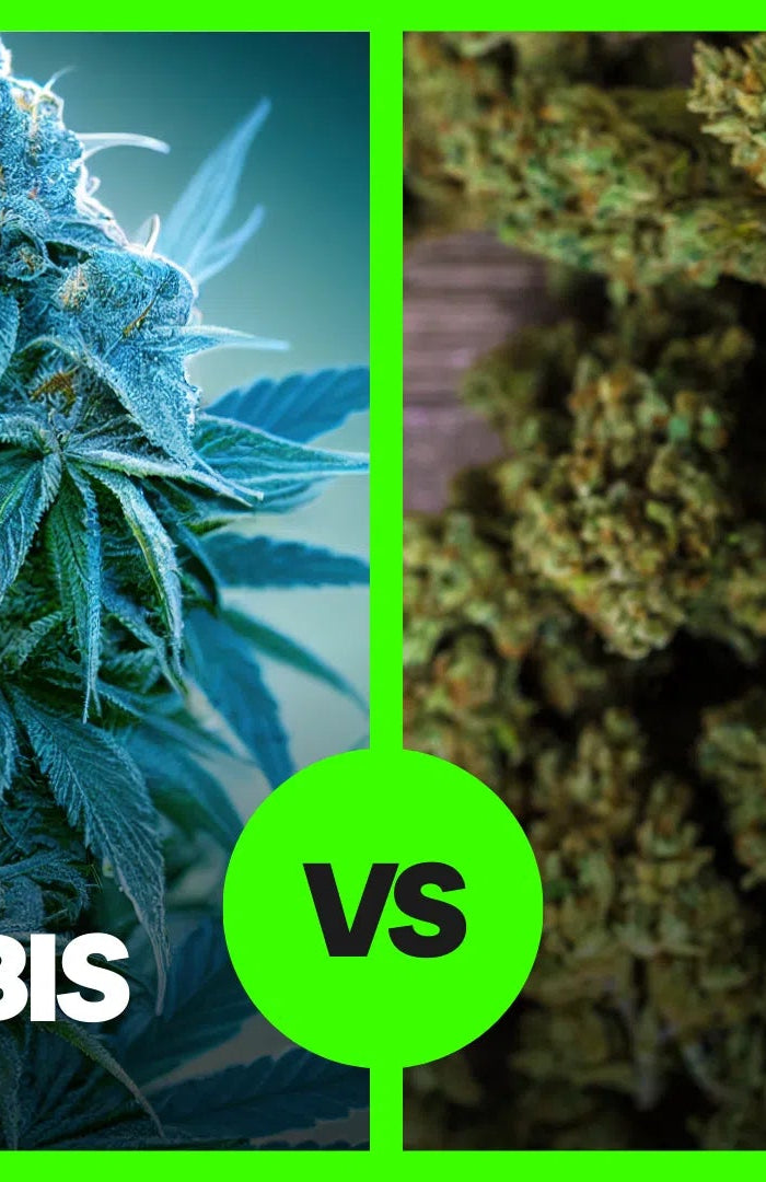 Dissiper la fumée : Comment différencier le CBD de l'herbe ? - HerBeevor