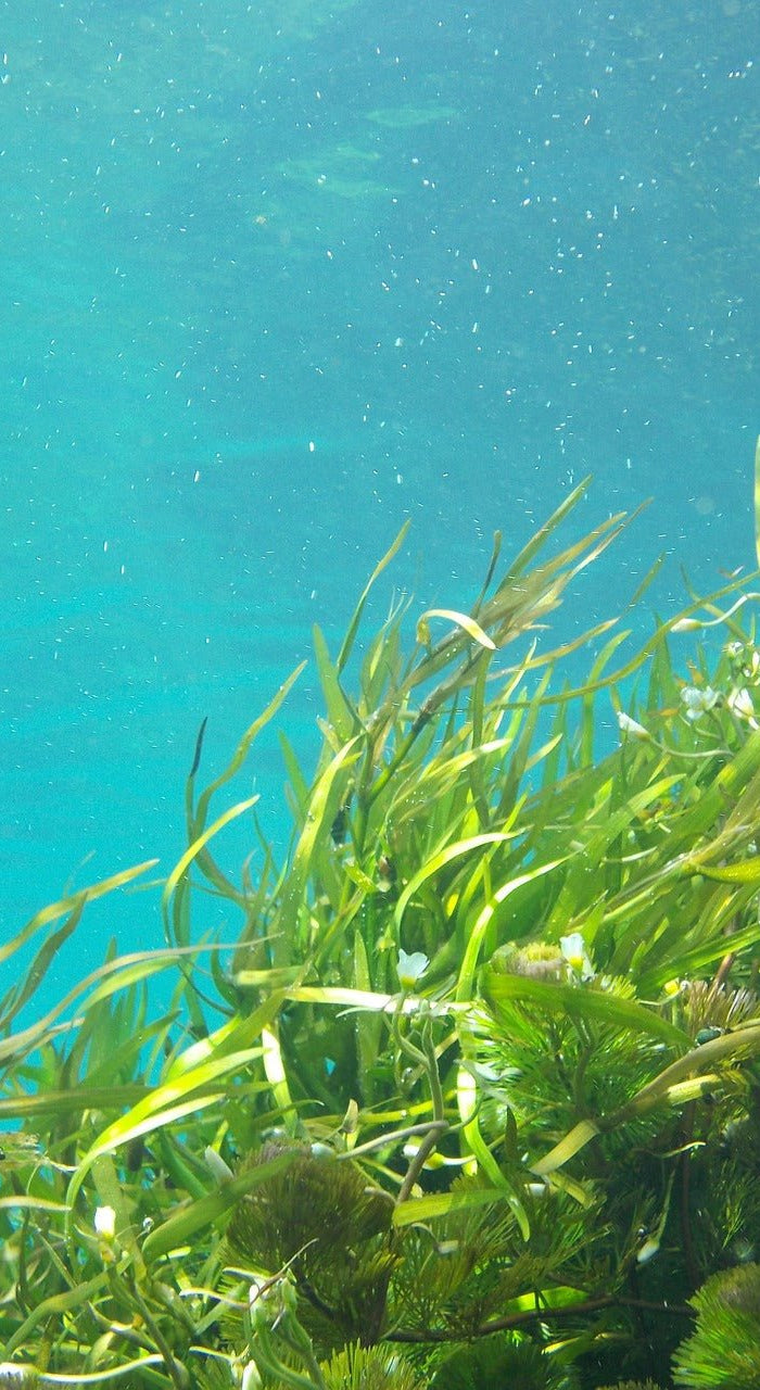 Les bienfaits de l'algue sauvage et du CBD - HerBeevor