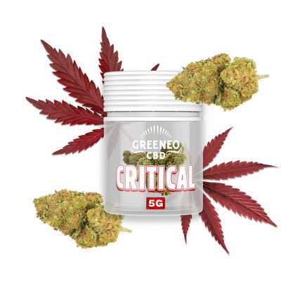 Critical 13 % – Fleur CBD – Greeneo — 5 g