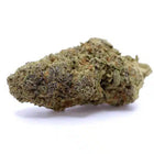 Grosse tête de CBD Blue Lobster – variété hydroponique premium avec des notes fruitées et terreuses, cultivée en indoor, disponible chez Herbeevor.