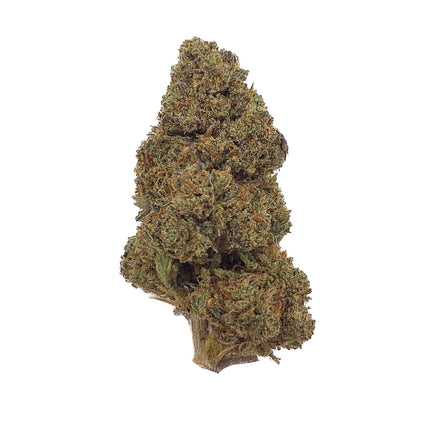 Fleur de cannabis Bubba Kush riche en CBN à 30%, bourgeon dense avec nuances vertes et orangées